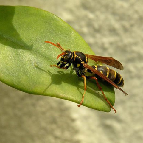 chennai pest