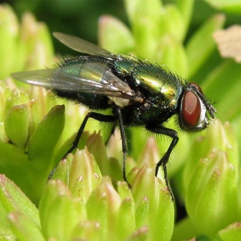 chennai pest