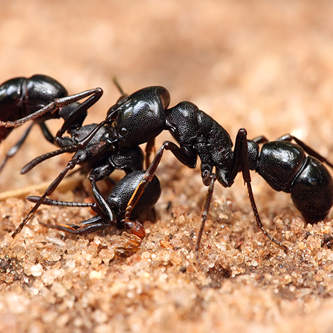 chennai pest